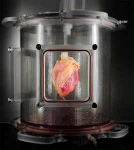 heart1 Deri Hücresinden İnsan Kalbi Deri Hücresinden İnsan Kalbi! heart1 268x300